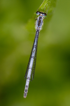 17-0000-1155-e2